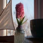 Hyacinth bulb in flower, with hydrogel beads