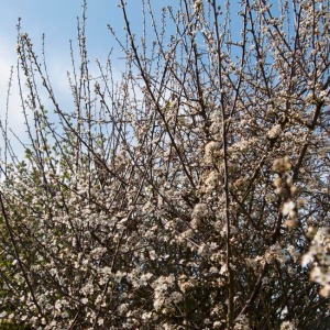 Blackthorn blossom 