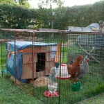 First 'contraption' temporary hen-house