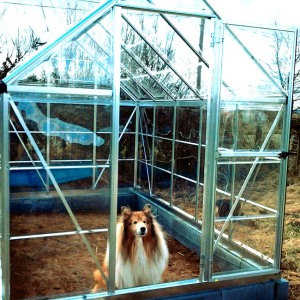 Dave, showing off his new greenhouse!