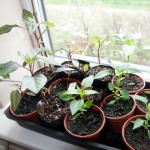 Chilli seedlings