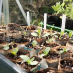 Seedlings for the cut flower patch