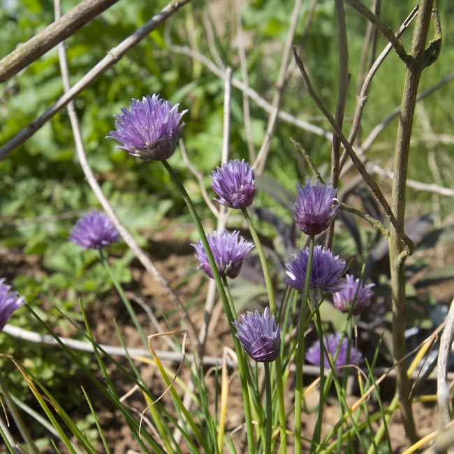 Chive flowers growing in the garden