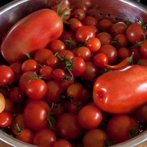 The tomato glut is here!