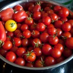 Some lovely ripe tomatoes