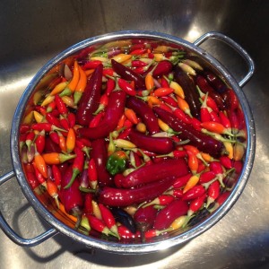 The home-grown chilli harvest!