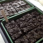 Half seed trays of soil blocks