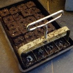 Making up soil blocks in seed tray