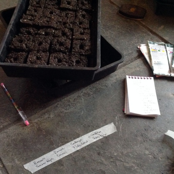 Sowing seeds into soil blocks