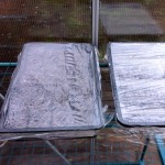 Covered seed trays in greenhouse