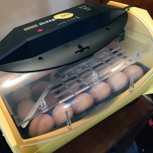 Eggs loaded into incubator